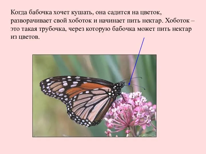 Когда бабочка хочет кушать, она садится на цветок, разворачивает свой хоботок