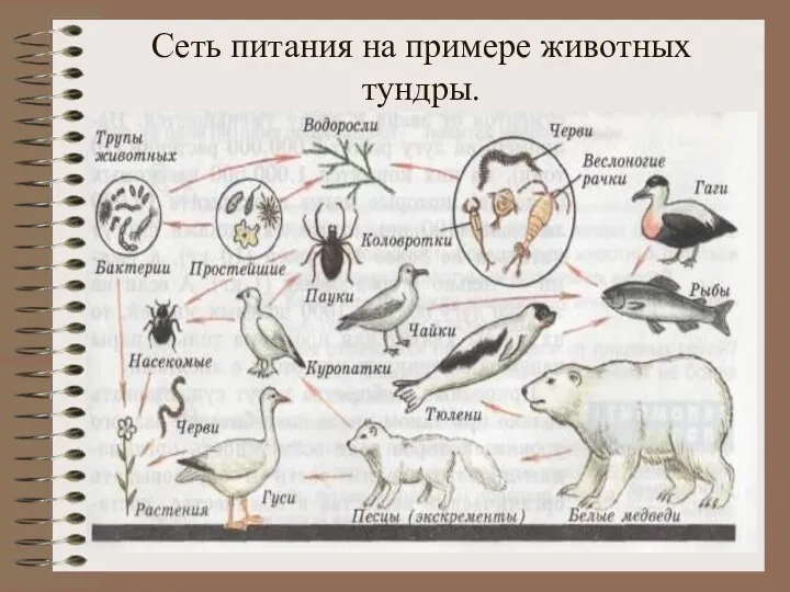 Сеть питания на примере животных тундры.