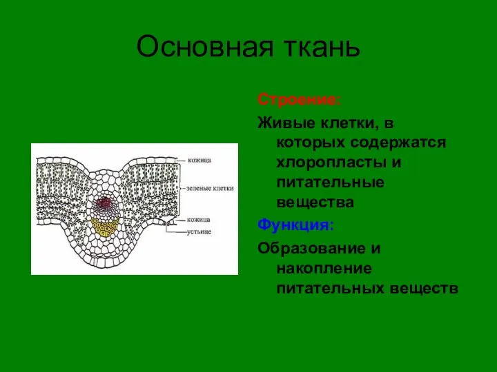 Основная ткань Строение: Живые клетки, в которых содержатся хлоропласты и питательные