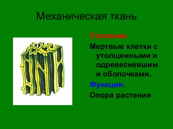 Механическая ткань Строение: Мертвые клетки с утолщенными и одревесневшими оболочками. Функция: Опора растения