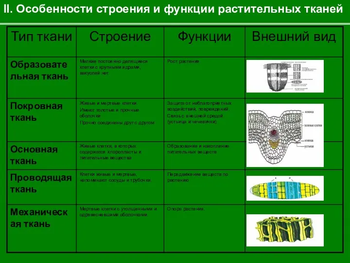 II. Особенности строения и функции растительных тканей