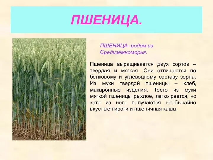 ПШЕНИЦА. ПШЕНИЦА- родом из Средиземноморья. Пшеница выращивается двух сортов – твердая