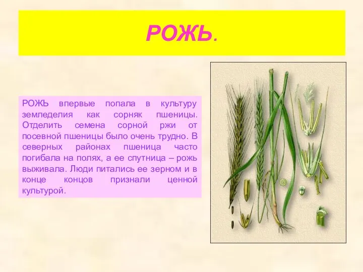 РОЖЬ. РОЖЬ впервые попала в культуру земледелия как сорняк пшеницы. Отделить