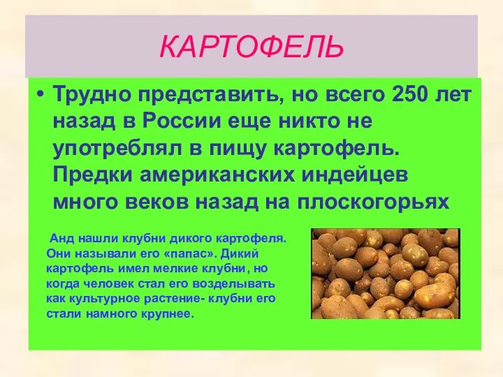 КАРТОФЕЛЬ Трудно представить, но всего 250 лет назад в России еще