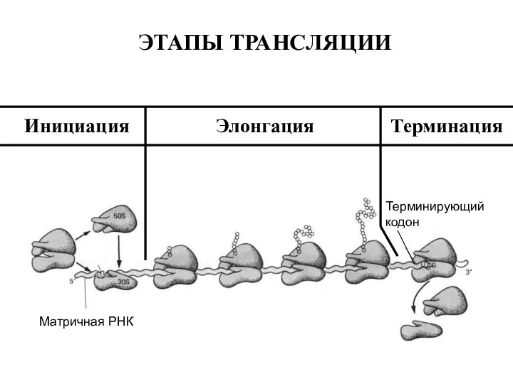 Матричная РНК Терминирующий кодон Инициация Элонгация Терминация ЭТАПЫ ТРАНСЛЯЦИИ