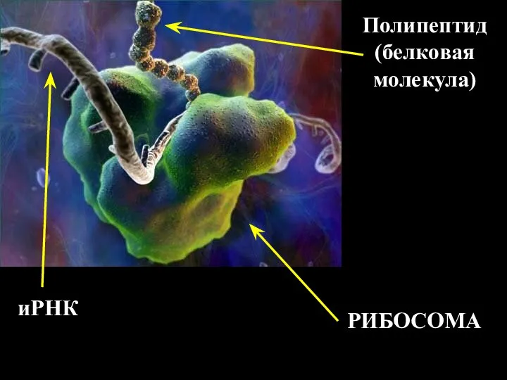 РИБОСОМА иРНК Полипептид (белковая молекула)