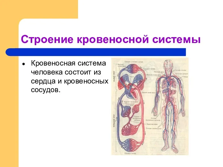 Строение кровеносной системы Кровеносная система человека состоит из сердца и кровеносных сосудов.