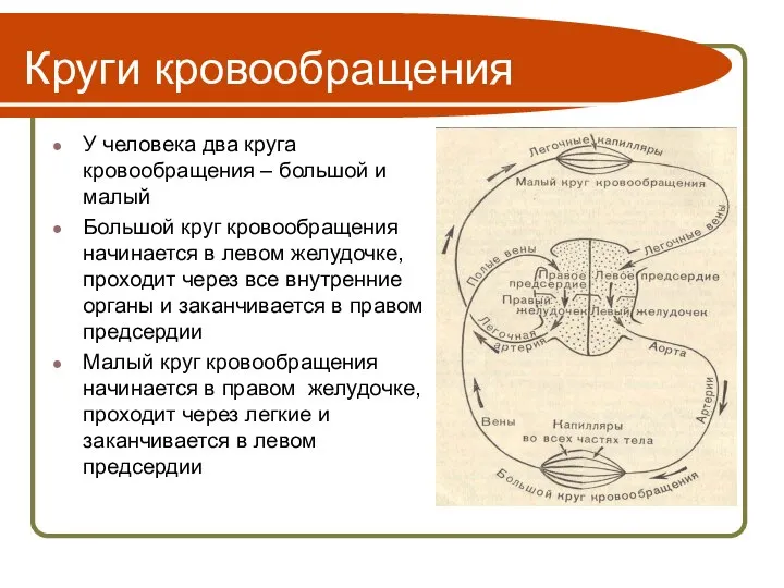 Круги кровообращения У человека два круга кровообращения – большой и малый