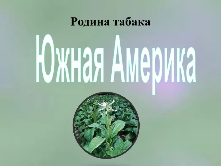 Родина табака Южная Америка