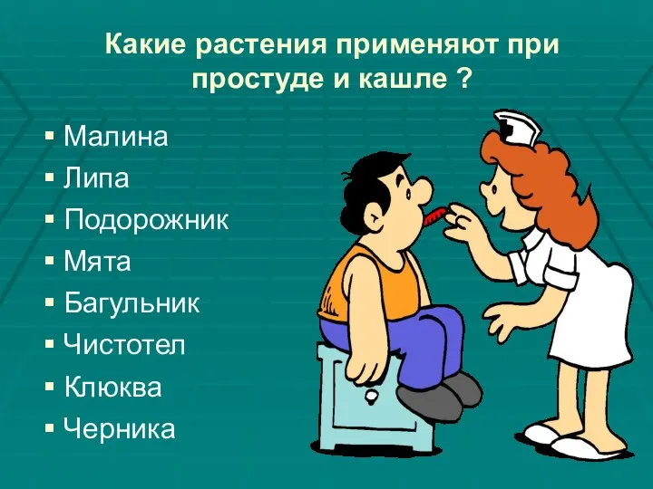 Какие растения применяют при простуде и кашле ? Малина Липа Подорожник Мята Багульник Чистотел Клюква Черника