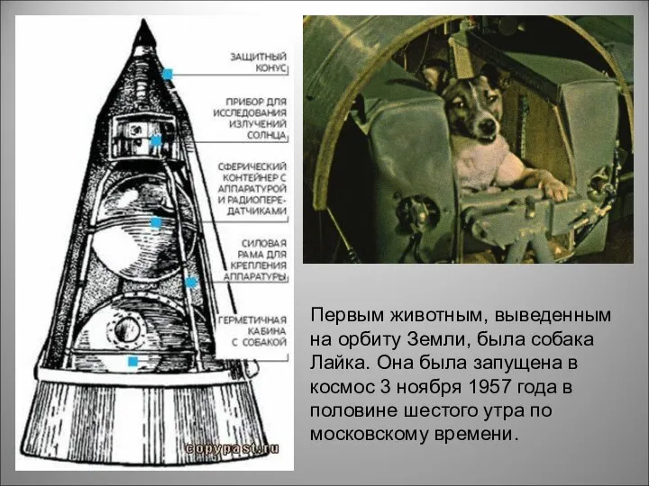 Первым животным, выведенным на орбиту Земли, была собака Лайка. Она была