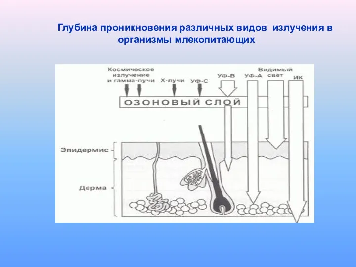 Глубина проникновения различных видов излучения в организмы млекопитающих