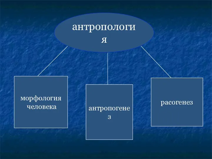 антропология морфология человека антропогенез расогенез