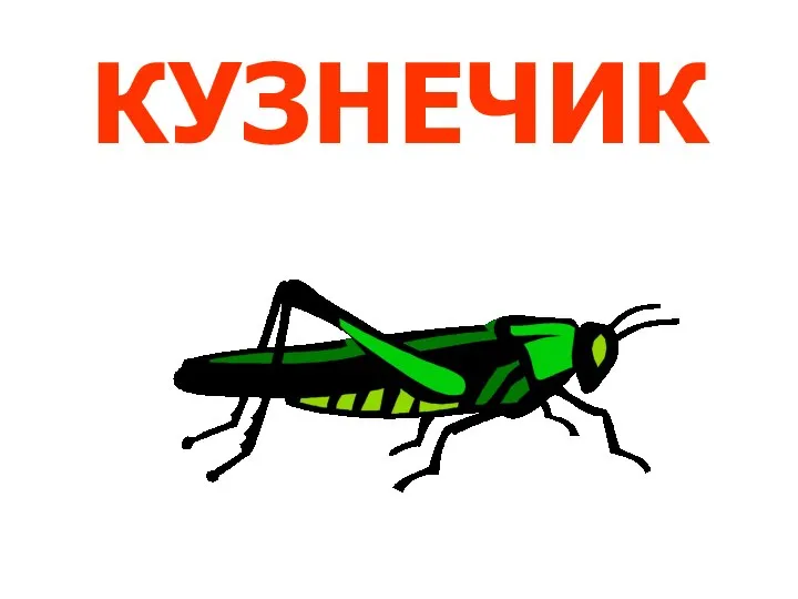 КУЗНЕЧИК