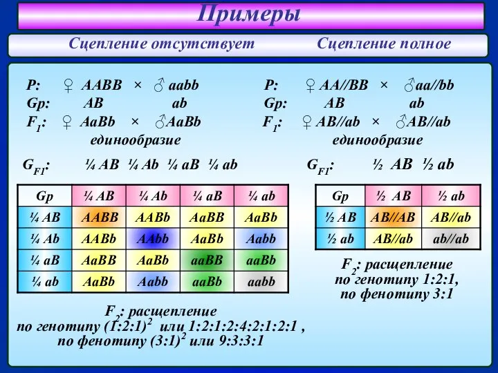 P: ♀ AABB × ♂ aabb P: ♀ AA//BB × ♂aa//bb