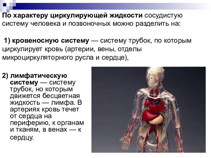 2) лимфатическую систему — систему трубок, но которым движется бесцветная жидкость