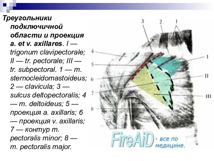 Треугольники подключичной области и проекция a. et v. axillares. I —