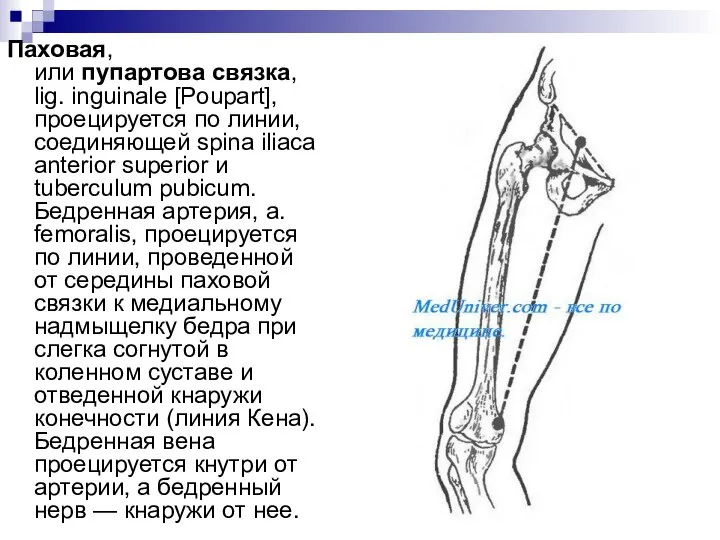 Паховая, или пупартова связка, lig. inguinale [Poupart], проецируется по линии, соединяющей