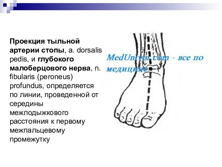 Проекция тыльной артерии стопы, а. dorsalis pedis, и глубокого малоберцового нерва,