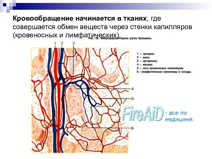 Кровообращение начинается в тканях, где совершается обмен веществ через стенки капилляров (кровеносных и лимфатических).