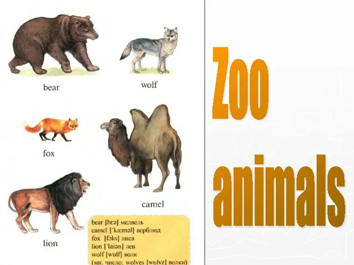 Zoo animals