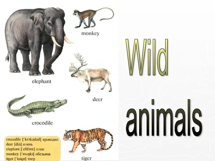 Wild animals