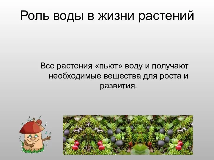 Роль воды в жизни растений Все растения «пьют» воду и получают