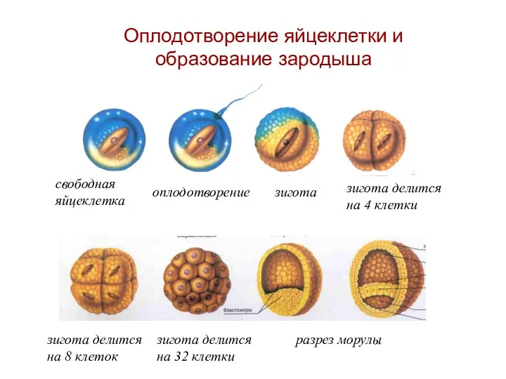 Оплодотворение яйцеклетки и образование зародыша свободная яйцеклетка оплодотворение зигота зигота делится