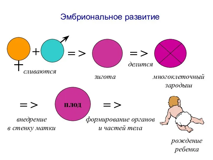 Эмбриональное развитие = > сливаются зигота делится многоклеточный зародыш = >