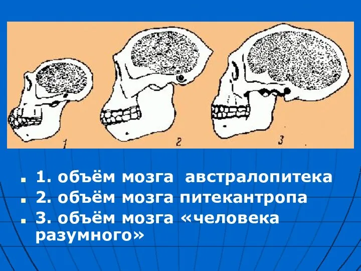 1. объём мозга австралопитека 2. объём мозга питекантропа 3. объём мозга «человека разумного»