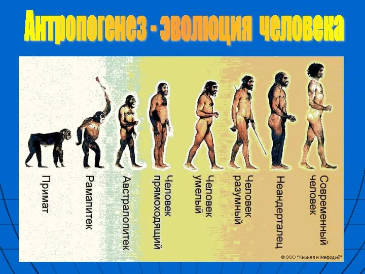 Антропогенез - эволюция человека