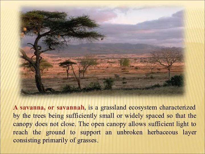 A savanna, or savannah, is a grassland ecosystem characterized by the