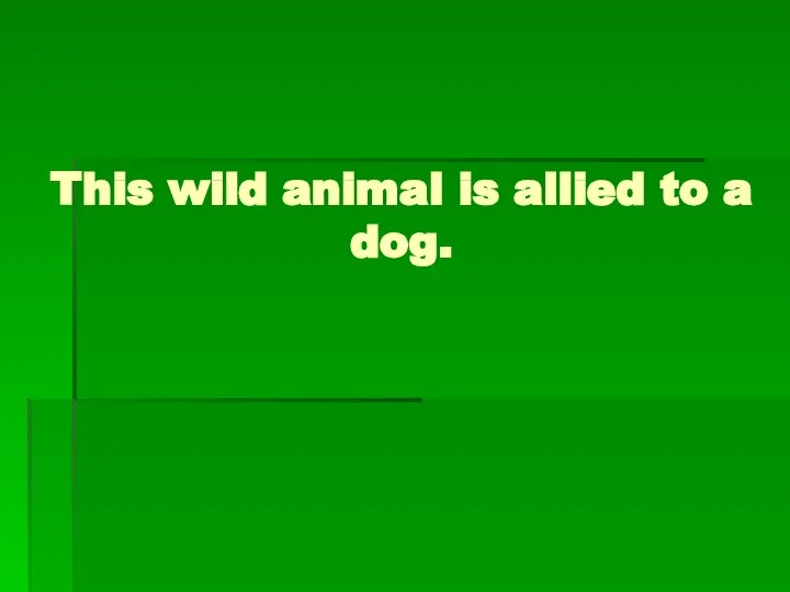 This wild animal is allied to a dog.