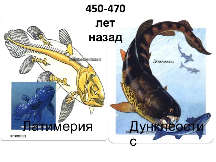 450-470 лет назад