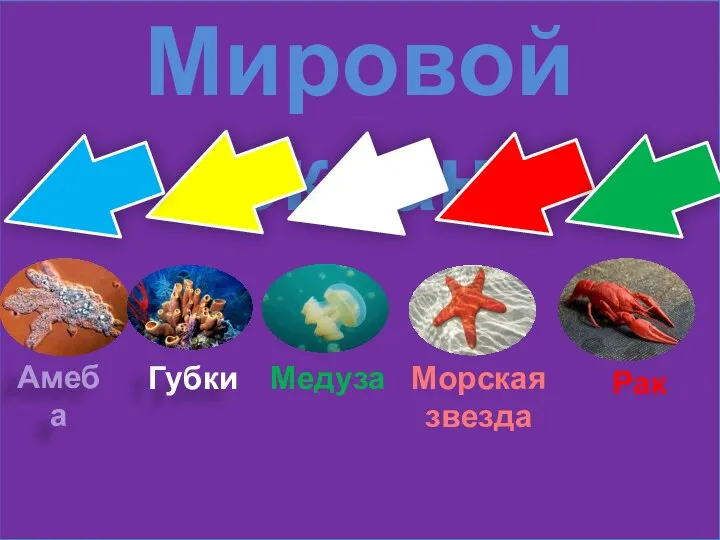 Мировой океан Амеба Медуза Морская звезда Рак Губки