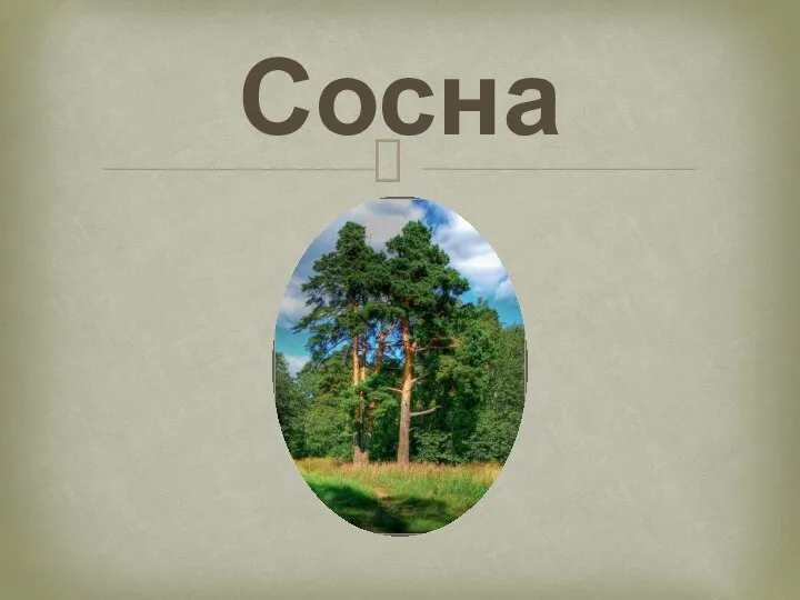 Сосна