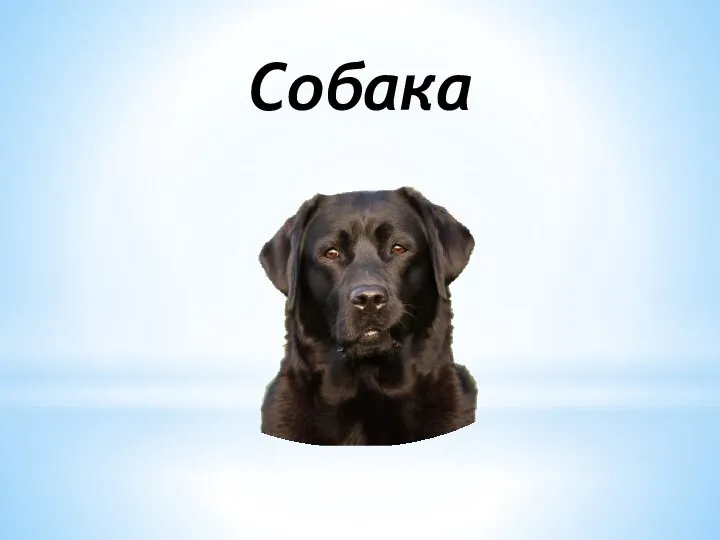 Собака