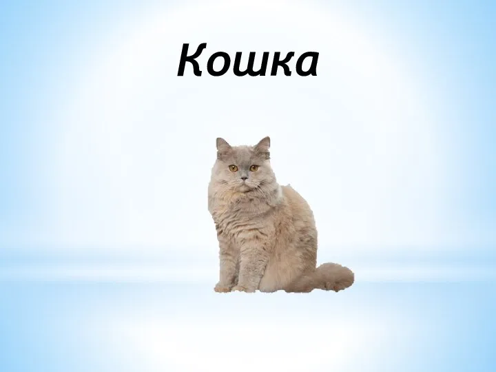 Кошка