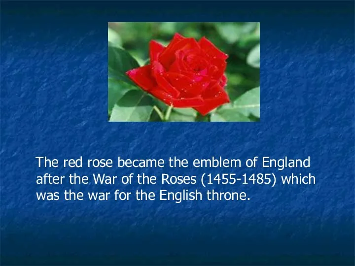 The red rose became the emblem of England after the War