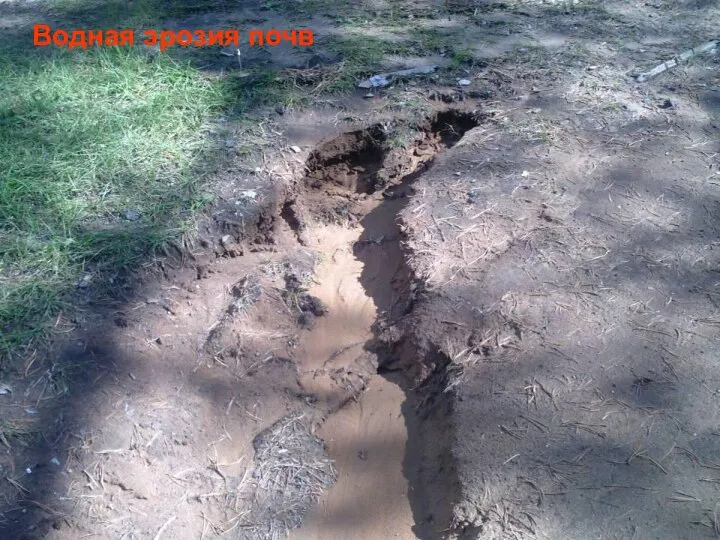 Водная эрозия почв Водная эрозия почв