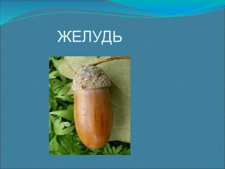 ЖЕЛУДЬ