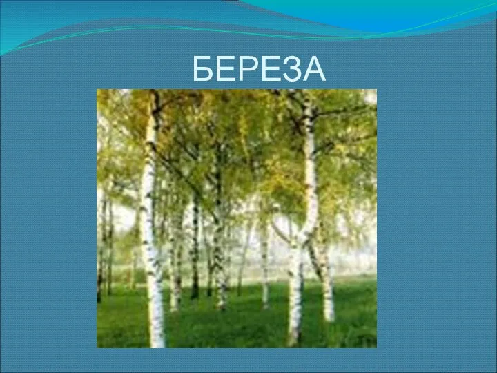 БЕРЕЗА