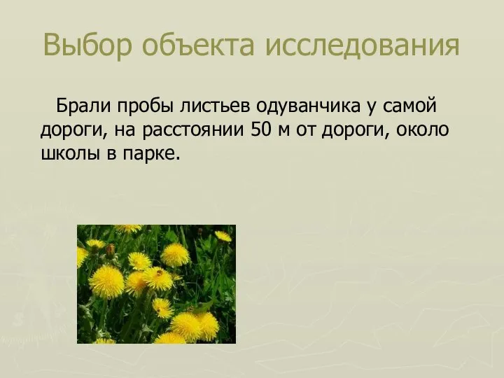 Выбор объекта исследования Брали пробы листьев одуванчика у самой дороги, на