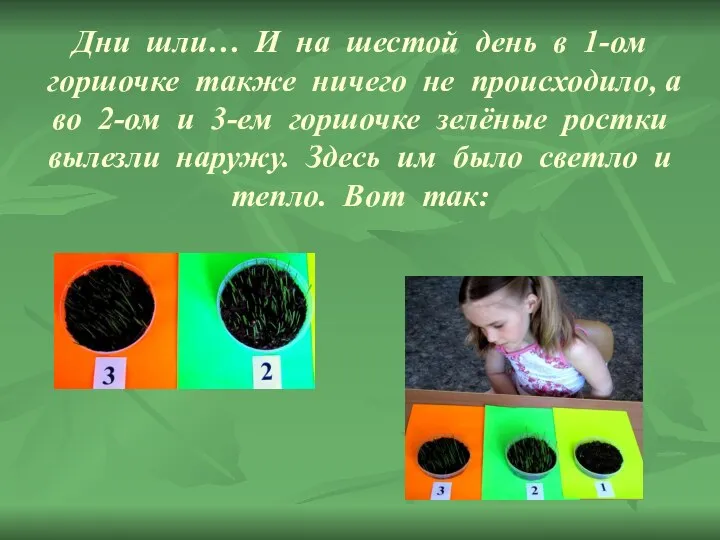 Дни шли… И на шестой день в 1-ом горшочке также ничего