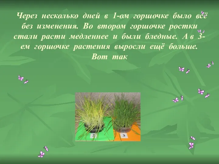 Через несколько дней в 1-ом горшочке было всё без изменения. Во