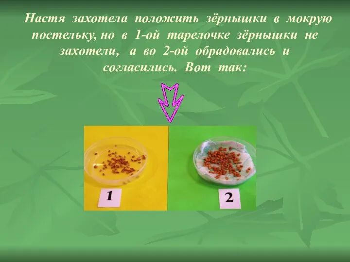 Настя захотела положить зёрнышки в мокрую постельку, но в 1-ой тарелочке