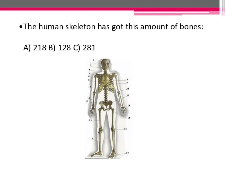 The human skeleton has got this amount of bones: A) 218 B) 128 C) 281