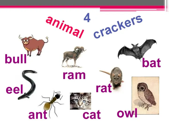 4 animal crackers bull ram rat bat ant eel owl cat