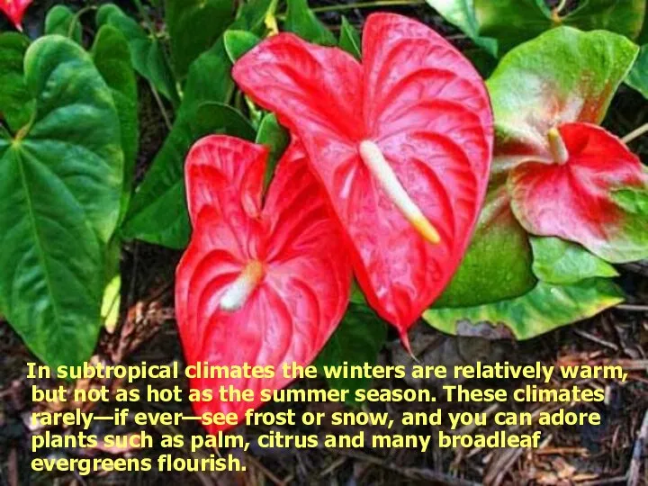 In subtropical climates the winters are relatively warm, but not as
