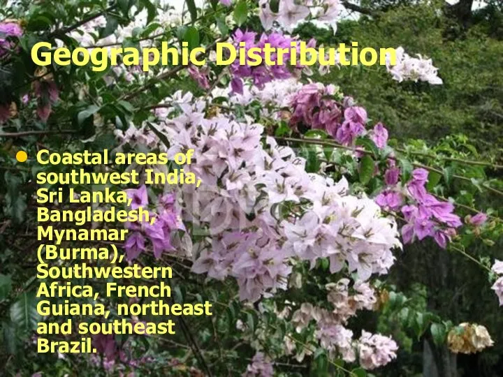 Geographic Distribution Coastal areas of southwest India, Sri Lanka, Bangladesh, Mynamar